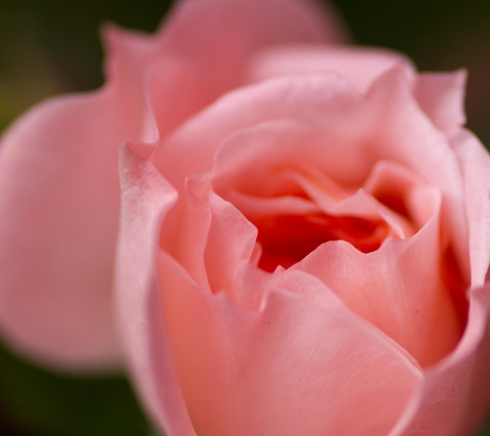 Обои макро, цветок, роза, лепестки, розовая, macro, flower, rose, petals, pink разрешение 2048x1360 Загрузить