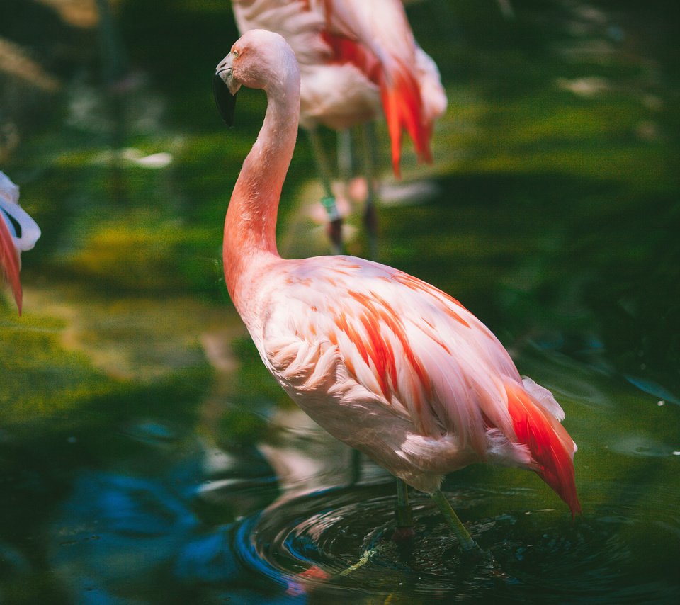 Обои вода, фламинго, птицы, клюв, розовый, перья, шея, розовый фламинго, water, flamingo, birds, beak, pink, feathers, neck, pink flamingos разрешение 2048x1365 Загрузить