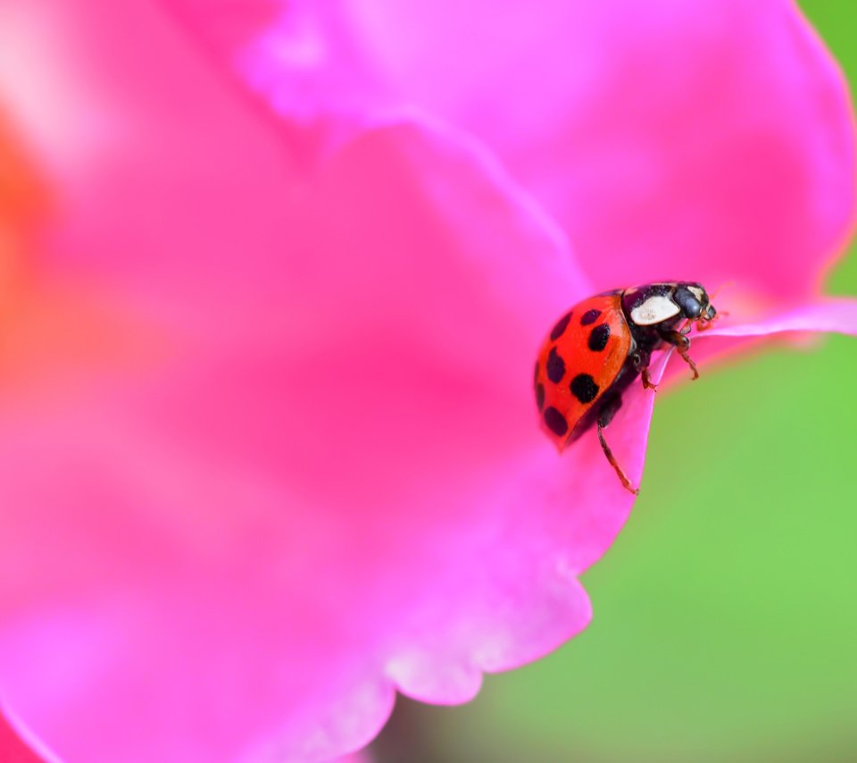 Обои жук, насекомое, цветок, лепестки, божья коровка, beetle, insect, flower, petals, ladybug разрешение 2880x1903 Загрузить