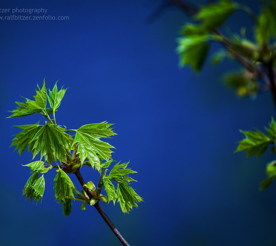 Обои ветка, природа, листья, макро, лето, зеленые, ralf bitzer, branch, nature, leaves, macro, summer, green разрешение 2048x1365 Загрузить