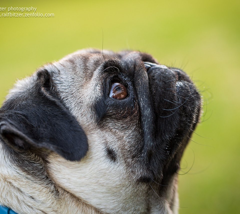 Обои мопс, cобака, ralf bitzer, pug, dog разрешение 2048x1365 Загрузить