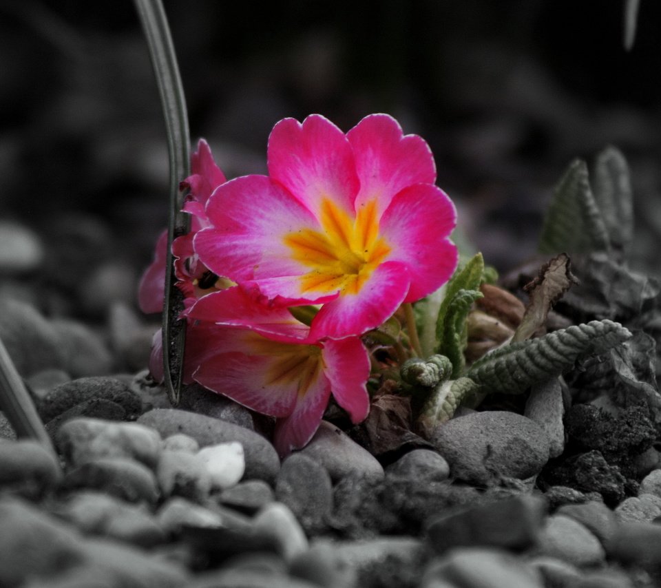 Обои цветы, камни, серое, flowers, stones, grey разрешение 4272x2848 Загрузить