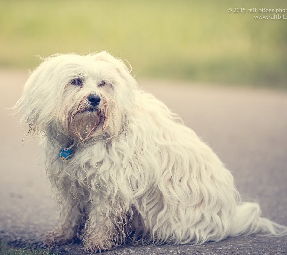 Обои собака, гаванский бишон, бишон, ralf bitzer, dog, the havanese, bichon разрешение 2048x1365 Загрузить