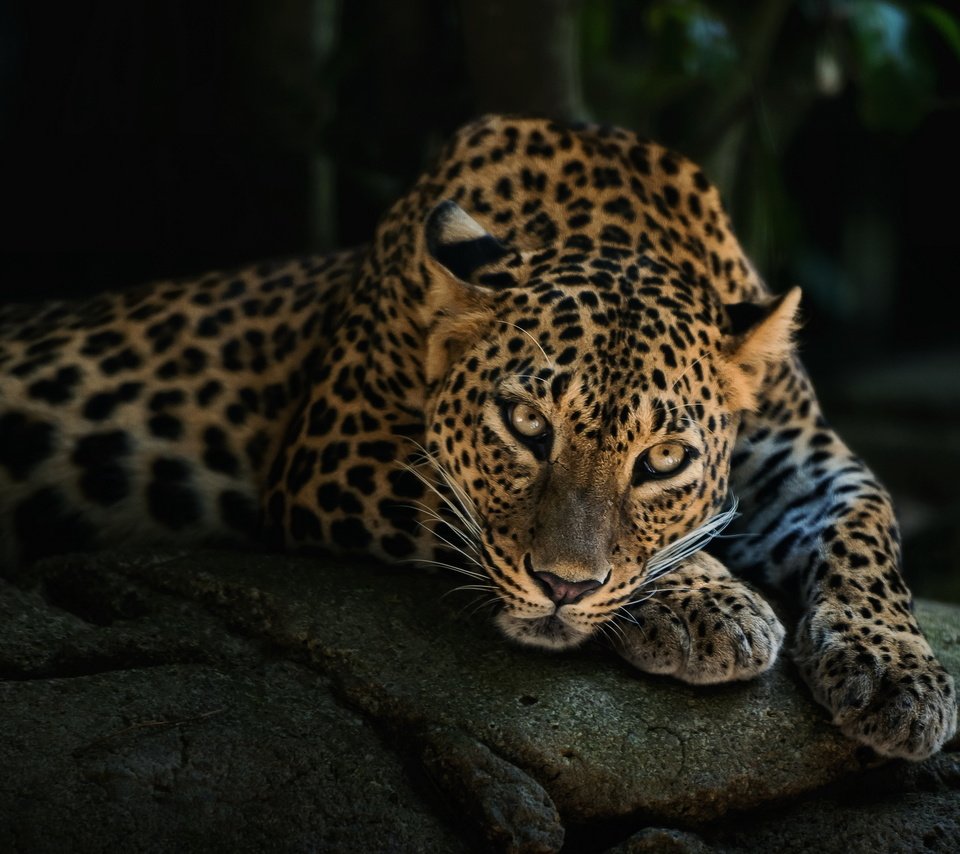 Обои морда, лежит, леопард, хищник, face, lies, leopard, predator разрешение 2560x1600 Загрузить