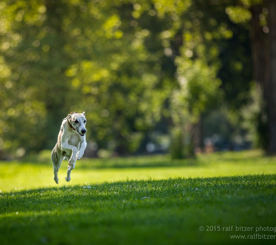 Обои трава, собака, прыжок, бег, ralf bitzer, grass, dog, jump, running разрешение 2048x1365 Загрузить