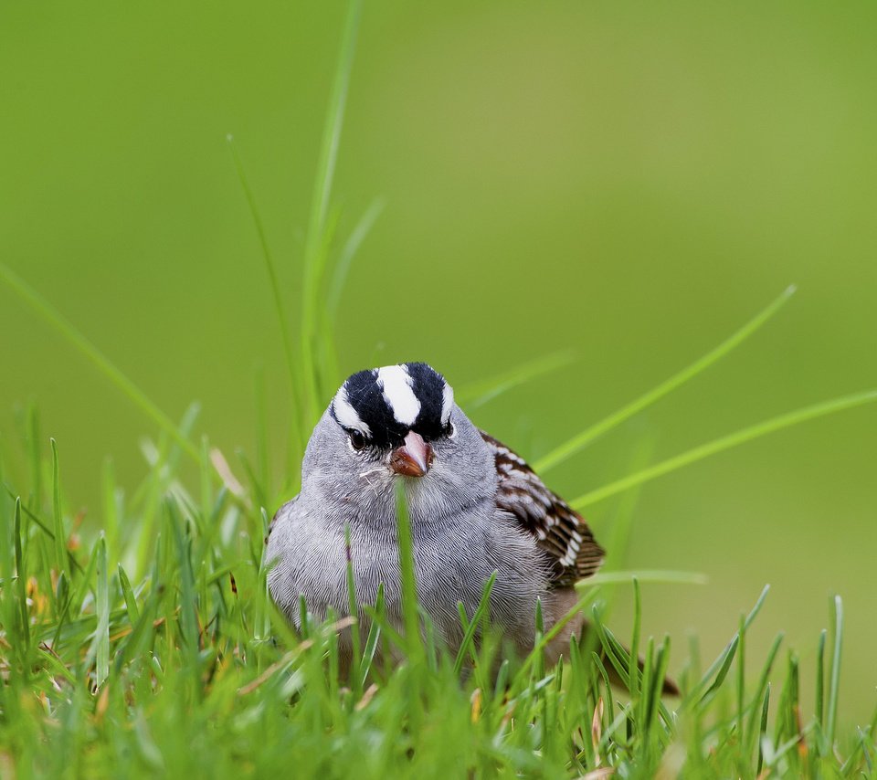 Обои трава, белый, птица, воробей, коронованный, grass, white, bird, sparrow, crowned разрешение 2048x1325 Загрузить