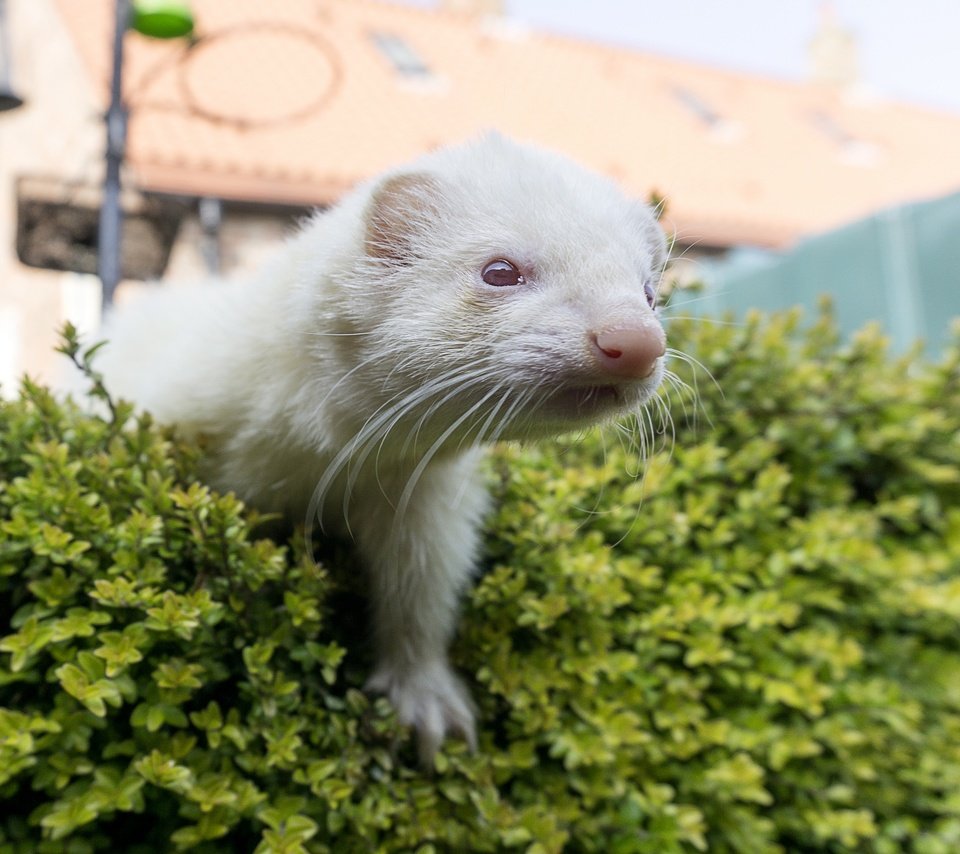 Обои фон, мордочка, белый, хорек, background, muzzle, white, ferret разрешение 2880x1976 Загрузить