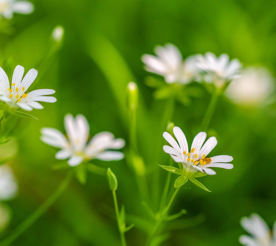 Обои цветы, трава, лепестки, растение, flowers, grass, petals, plant разрешение 2048x1305 Загрузить