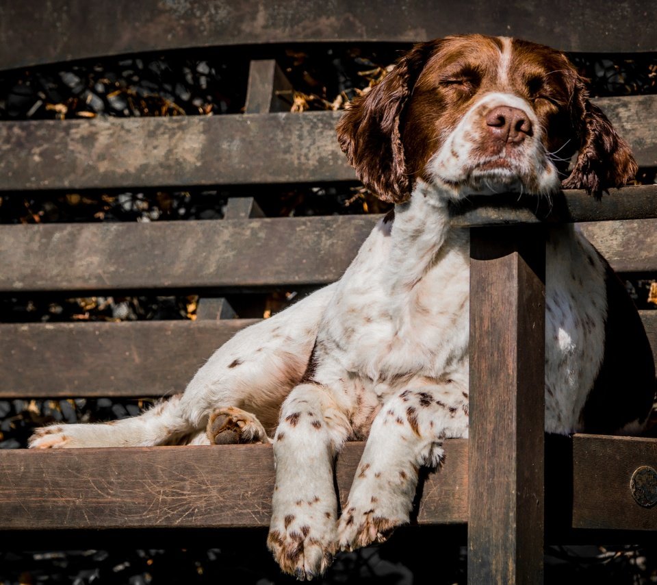 Обои собака, друг, скамья, сеттер, охотничья собака, dog, each, bench, setter, hunting dog разрешение 2880x1920 Загрузить