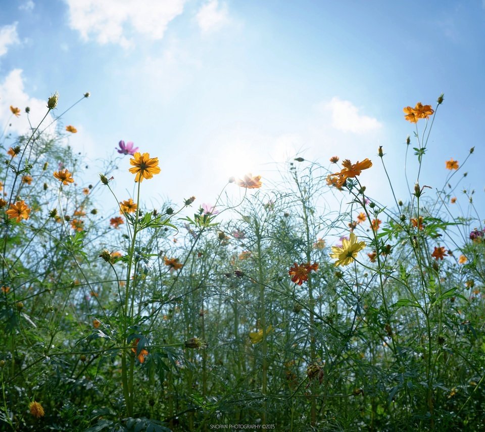 Обои небо, цветы, облака, солнце, бутоны, листья, стебли, the sky, flowers, clouds, the sun, buds, leaves, stems разрешение 2048x1280 Загрузить