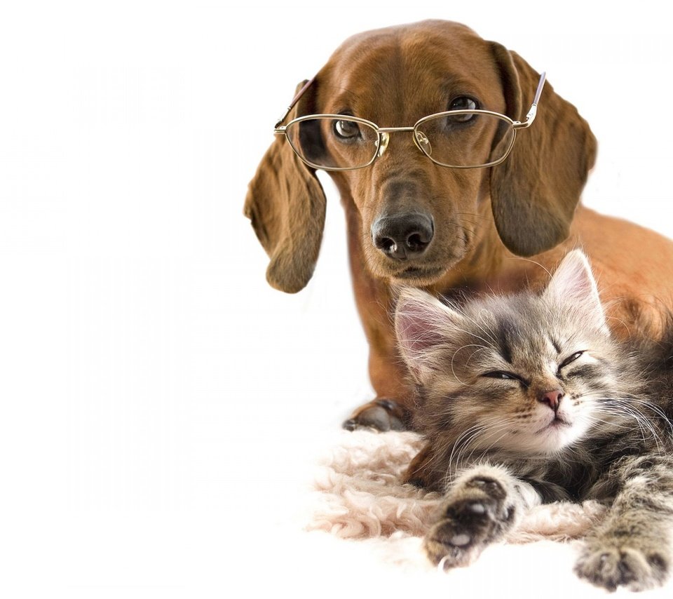 Обои очки, котенок, собака, любовь, белый фон, такса, дружба, glasses, kitty, dog, love, white background, dachshund, friendship разрешение 1920x1440 Загрузить