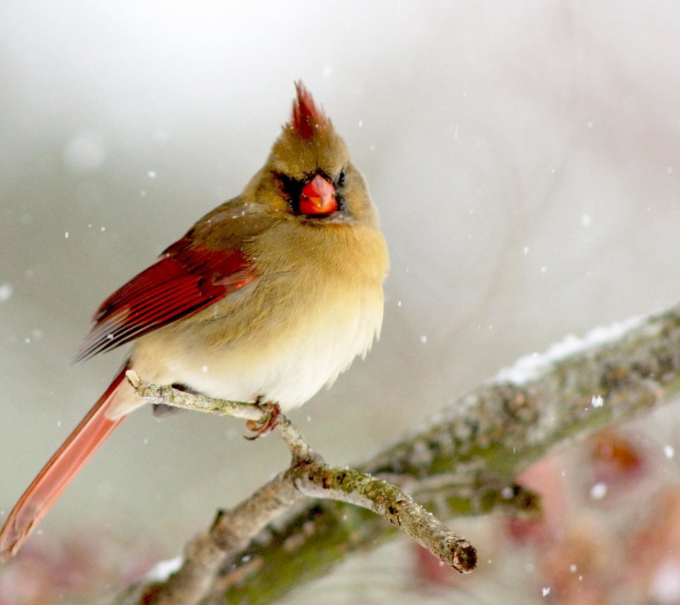 Обои ветка, зима, птица, кардинал, птаха, branch, winter, bird, cardinal разрешение 2048x1365 Загрузить