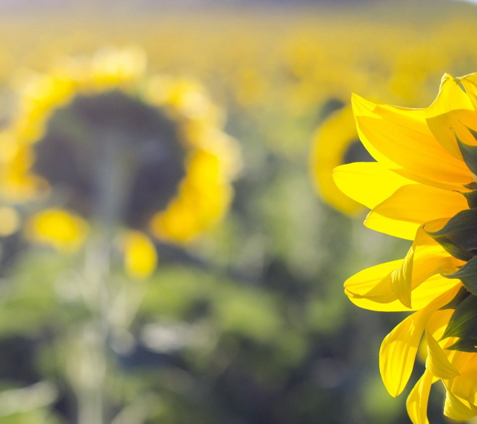 Обои природа, лето, подсолнухи, nature, summer, sunflowers разрешение 2047x1312 Загрузить