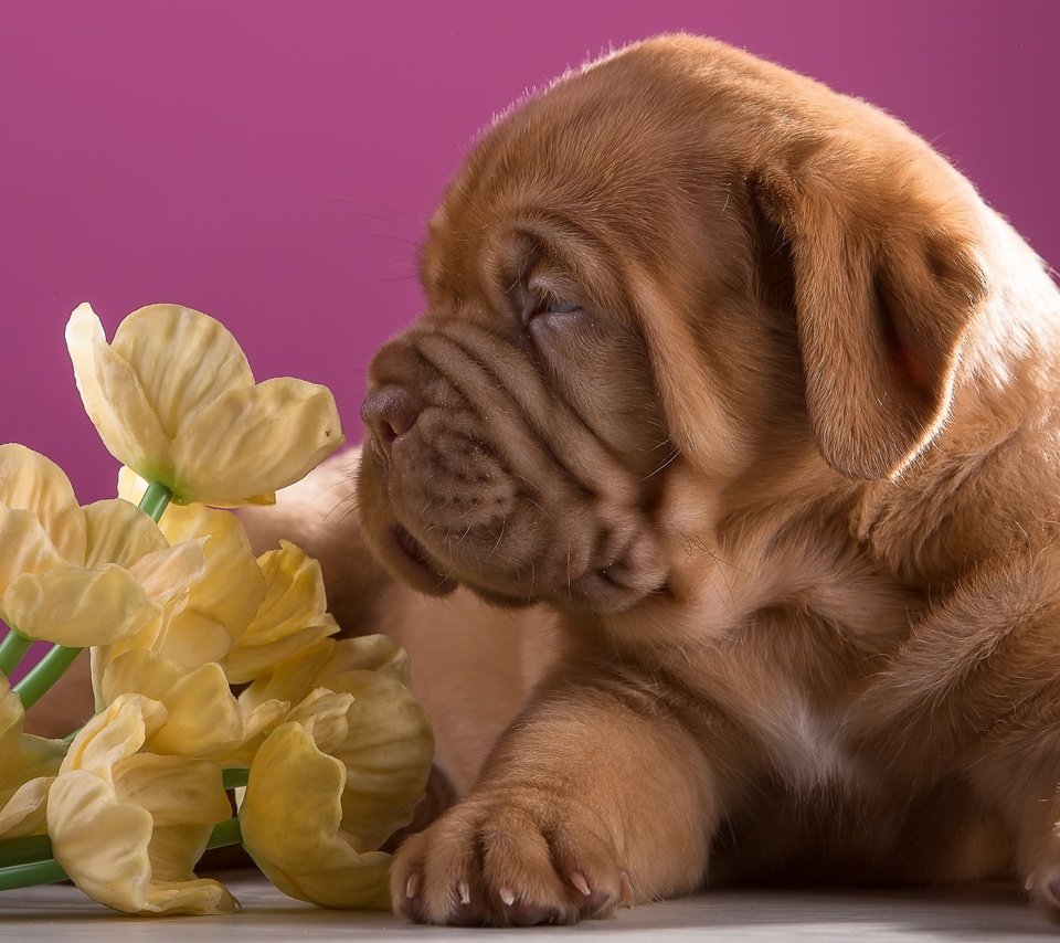 Обои цветы, щенок, профиль, порода, бордоский дог, flowers, puppy, profile, breed, dogue de bordeaux разрешение 3000x1897 Загрузить