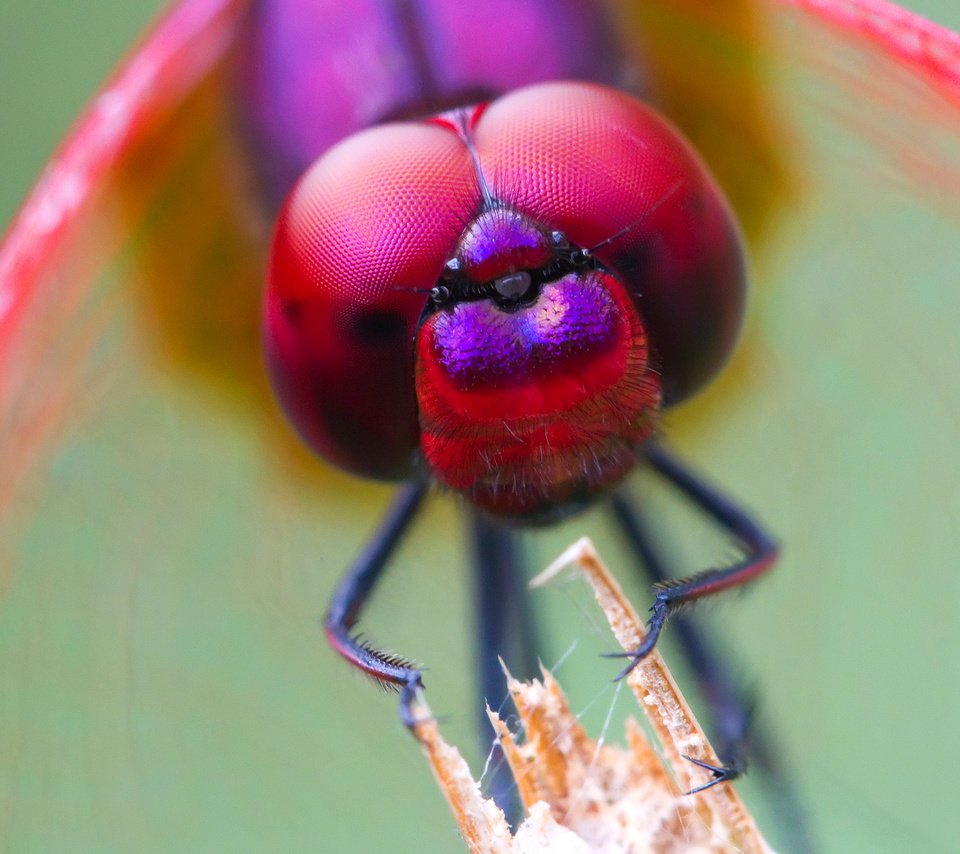 Обои глаза, насекомое, стрекоза, голова, eyes, insect, dragonfly, head разрешение 1920x1200 Загрузить