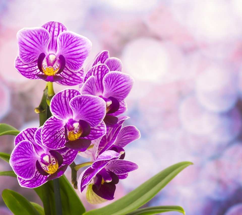 Обои цветы, цветение, лепестки, орхидея, фиолетовые, фаленопсис, flowers, flowering, petals, orchid, purple, phalaenopsis разрешение 5940x3960 Загрузить
