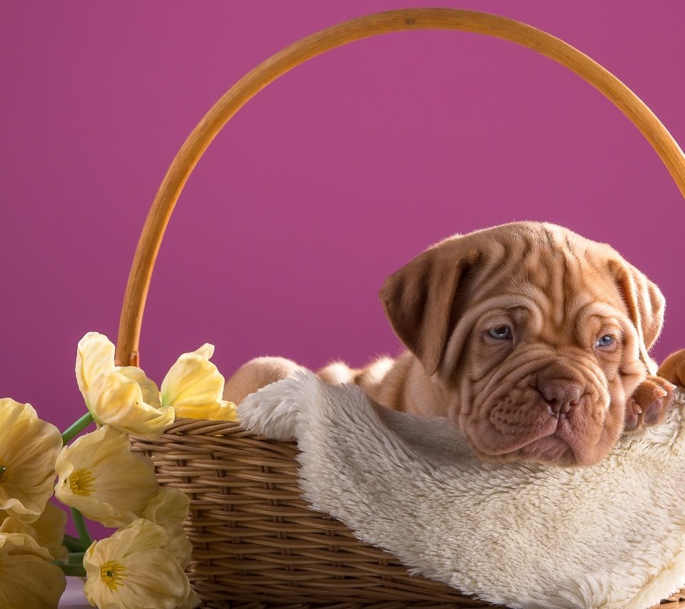 Обои цветы, щенок, корзина, дог, бордоский, flowers, puppy, basket, dog, bordeaux разрешение 3600x2313 Загрузить