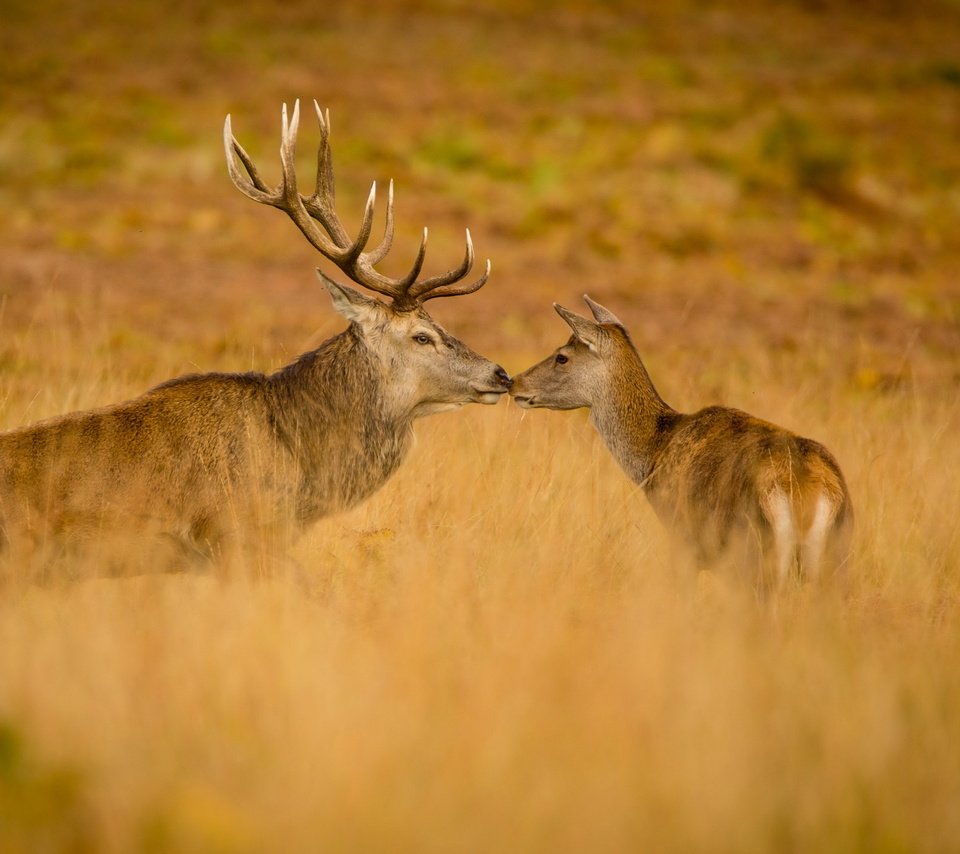 Обои природа, осень, олени, nature, autumn, deer разрешение 2560x1644 Загрузить