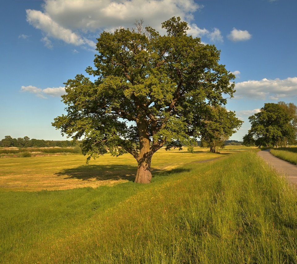 Обои дорога, деревья, пейзаж, поле, road, trees, landscape, field разрешение 1920x1280 Загрузить