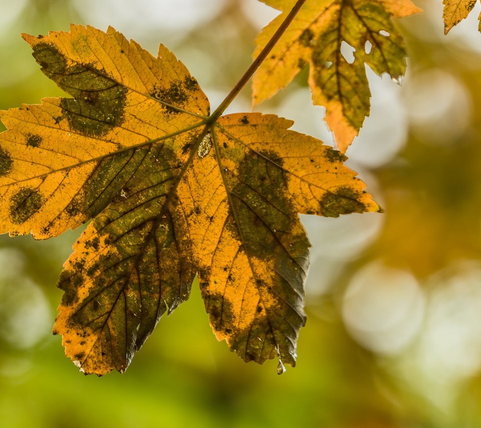 Обои природа, листья, осень, nature, leaves, autumn разрешение 2636x1440 Загрузить