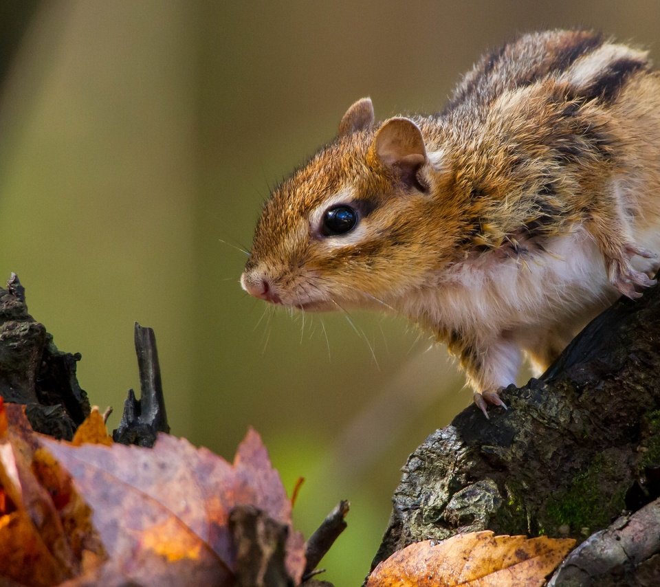 Обои листья, коряга, бурундук, грызун, leaves, snag, chipmunk, rodent разрешение 2048x1293 Загрузить