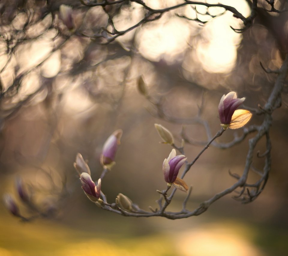 Обои природа, дерево, цветение, ветки, весна, боке, магнолия, nature, tree, flowering, branches, spring, bokeh, magnolia разрешение 2560x1600 Загрузить