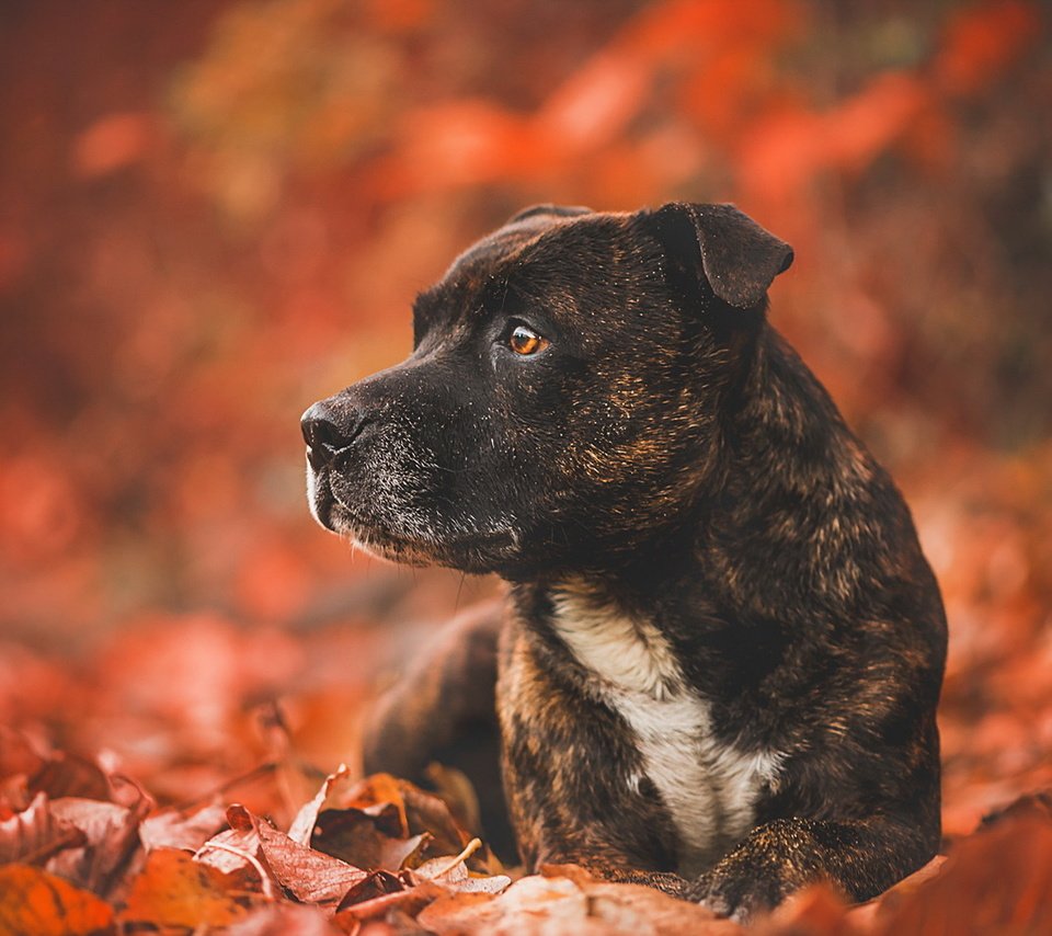 Обои листья, взгляд, осень, собака, друг, leaves, look, autumn, dog, each разрешение 1920x1148 Загрузить