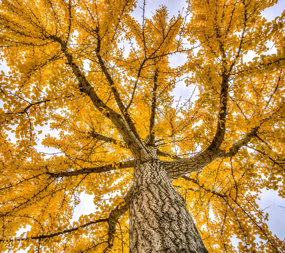 Обои деревья, природа, осень, trees, nature, autumn разрешение 2048x1361 Загрузить