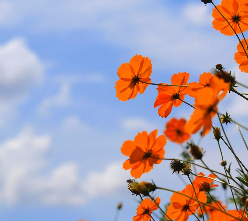 Обои небо, цветы, облака, природа, лепестки, краски, стебель, космея, the sky, flowers, clouds, nature, petals, paint, stem, kosmeya разрешение 2048x1152 Загрузить