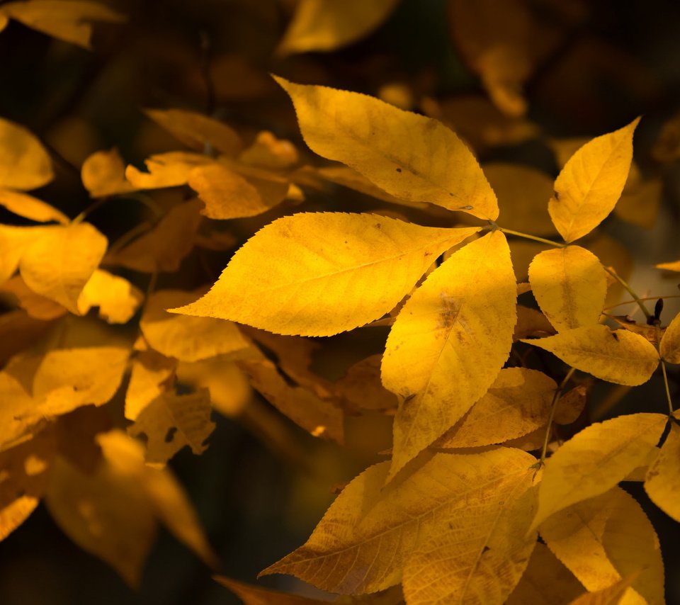 Обои природа, листья, осень, nature, leaves, autumn разрешение 2048x1365 Загрузить