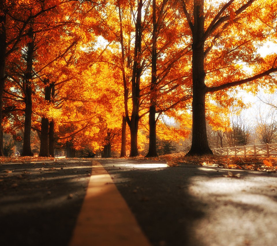 Обои дорога, деревья, осень, road, trees, autumn разрешение 2048x1363 Загрузить