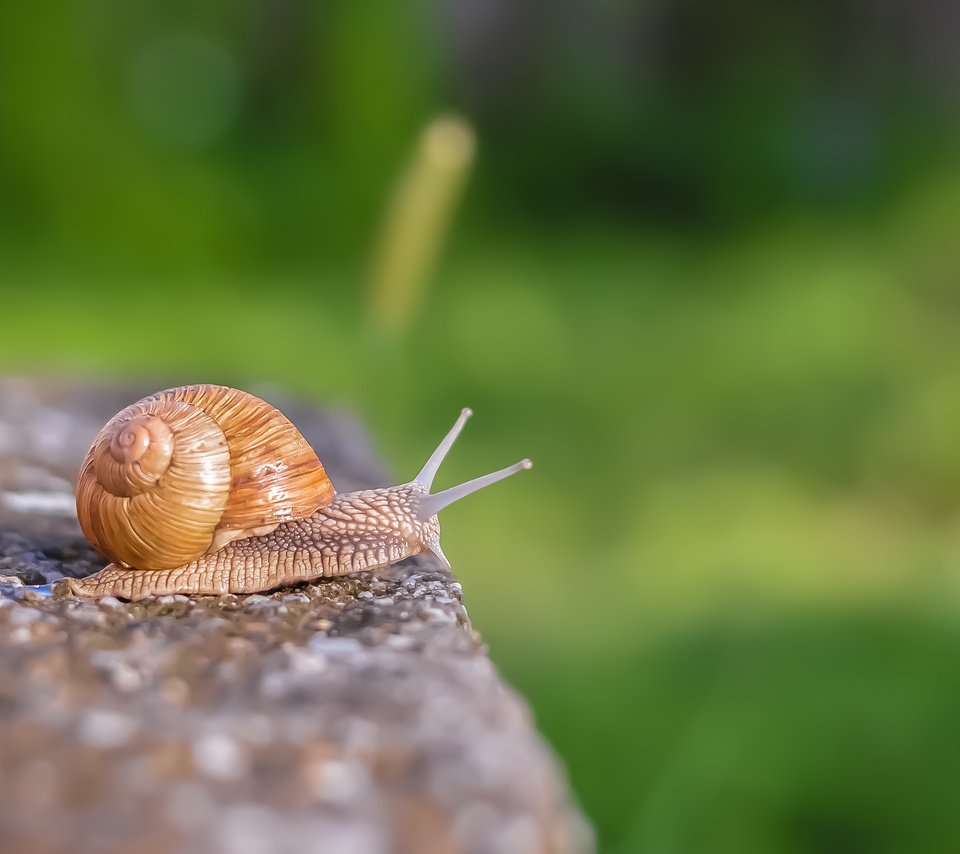 Обои макро, улитка, раковина, macro, snail, sink разрешение 3008x2000 Загрузить