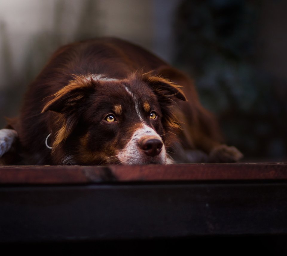 Обои взгляд, собака, друг, бордер-колли, look, dog, each, the border collie разрешение 2924x1748 Загрузить