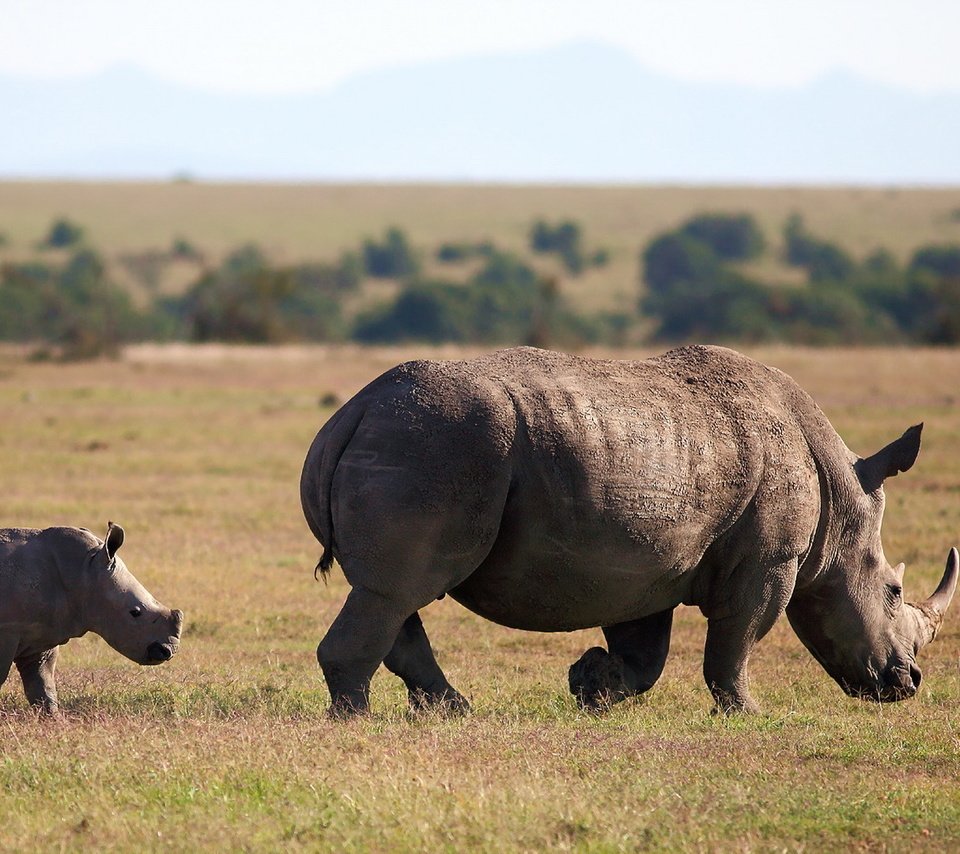 Обои животное, follow me, square-lipped rhinoceros, white rhinoceros, носороги, белый носорог, animal, rhinos, white rhino разрешение 1920x1080 Загрузить