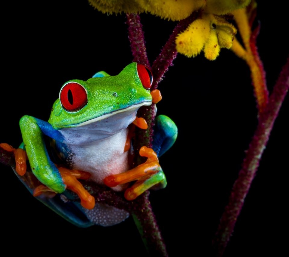 Обои цвет, лягушка, темный фон, контраст, color, frog, the dark background, contrast разрешение 2550x1720 Загрузить