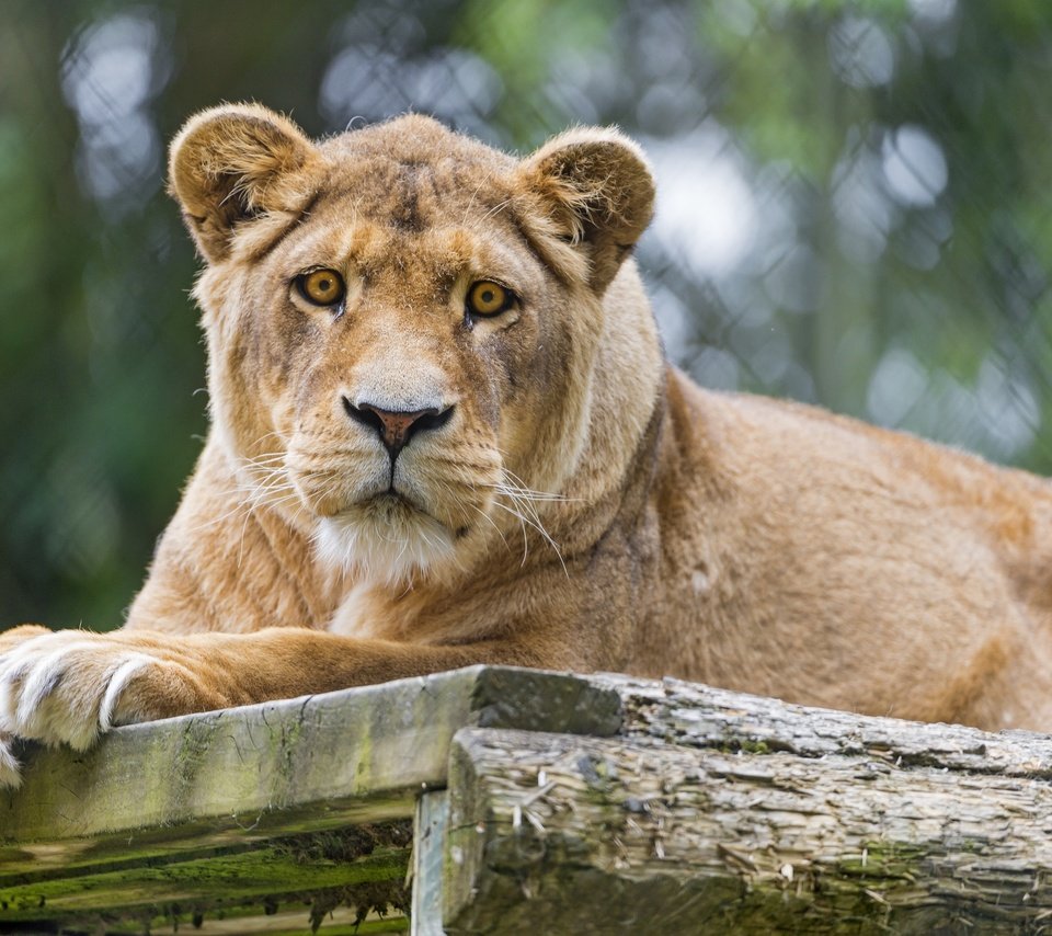 Обои кошка, взгляд, львица, ©tambako the jaguar, cat, look, lioness разрешение 2880x1917 Загрузить