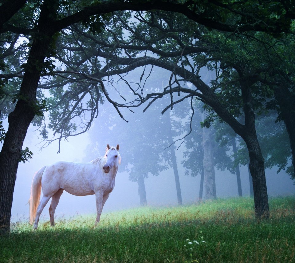Обои лошадь, поляна, трава, конь, деревья, лес, утро, туман, белый, красота, horse, glade, grass, trees, forest, morning, fog, white, beauty разрешение 2880x1920 Загрузить