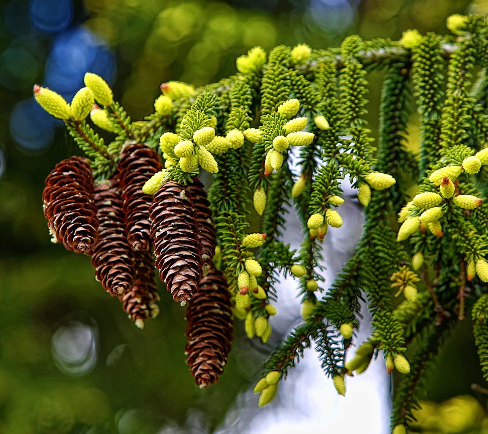 Обои ветка, макро, шишки, branch, macro, bumps разрешение 2000x1561 Загрузить