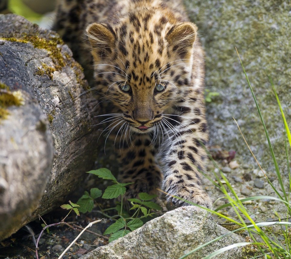 Обои трава, камни, кошка, котенок, леопард, детеныш, амурский, ©tambako the jaguar, grass, stones, cat, kitty, leopard, cub, amur разрешение 2880x2304 Загрузить