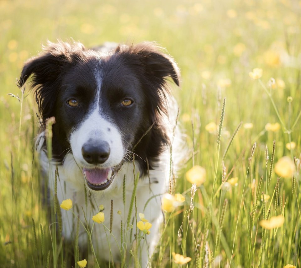 Обои цветы, лето, собака, луг, бордер-колли, flowers, summer, dog, meadow, the border collie разрешение 2048x1367 Загрузить