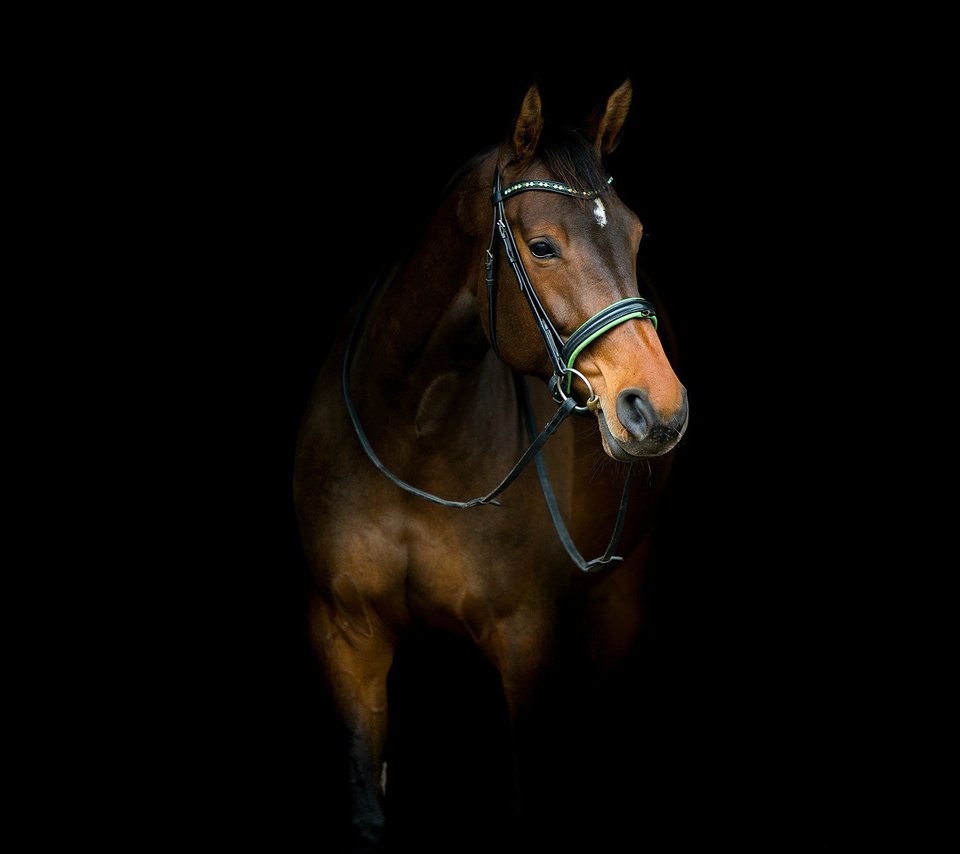 Обои лошадь, фон, черный фон, конь, horse, background, black background разрешение 1920x1200 Загрузить