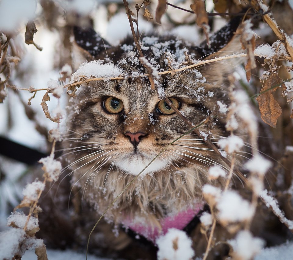 Обои снег, зима, кот, кошка, взгляд, мейн-кун, snow, winter, cat, look, maine coon разрешение 2000x1333 Загрузить