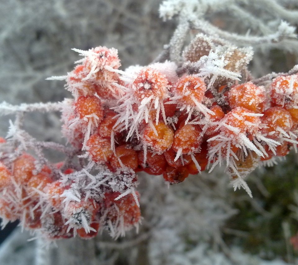 Обои зима, иней, рябина, winter, frost, rowan разрешение 2560x1600 Загрузить