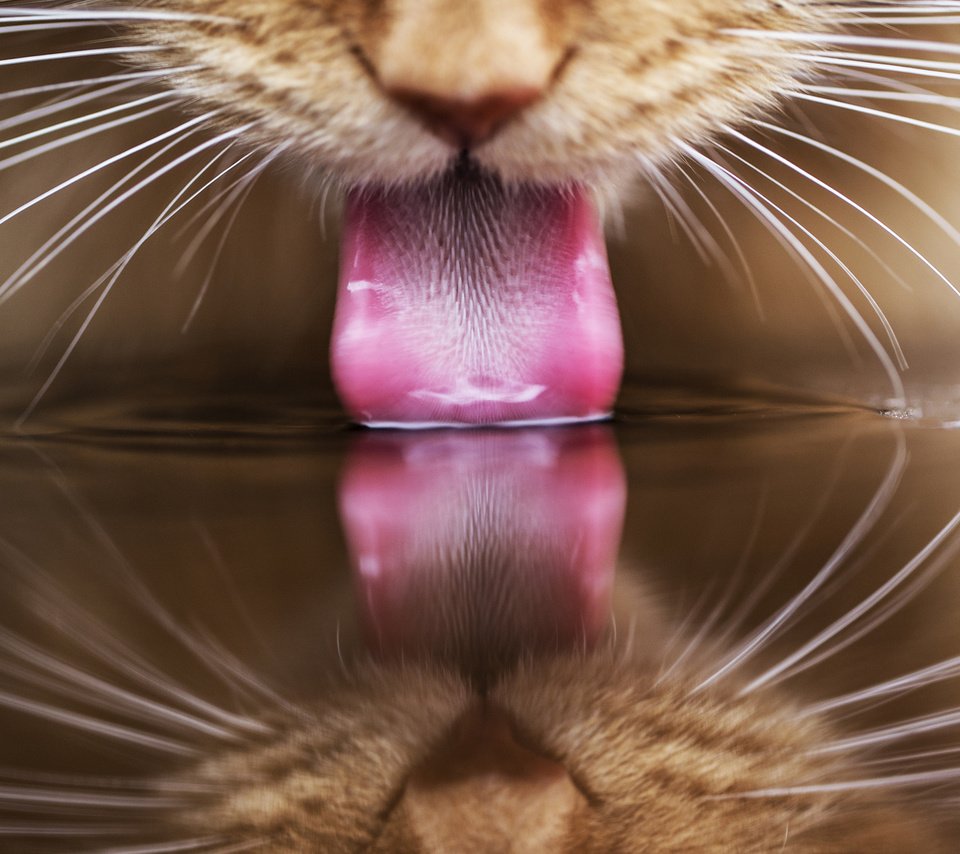 Обои вода, отражение, кот, кошка, рыжий, язык, пьет, water, reflection, cat, red, language, drinking разрешение 1920x1200 Загрузить