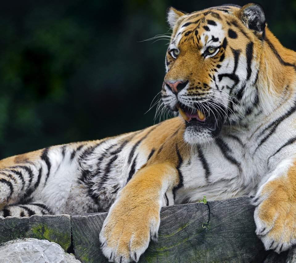 Обои тигр, хищник, отдых, tiger, predator, stay разрешение 2560x1600 Загрузить