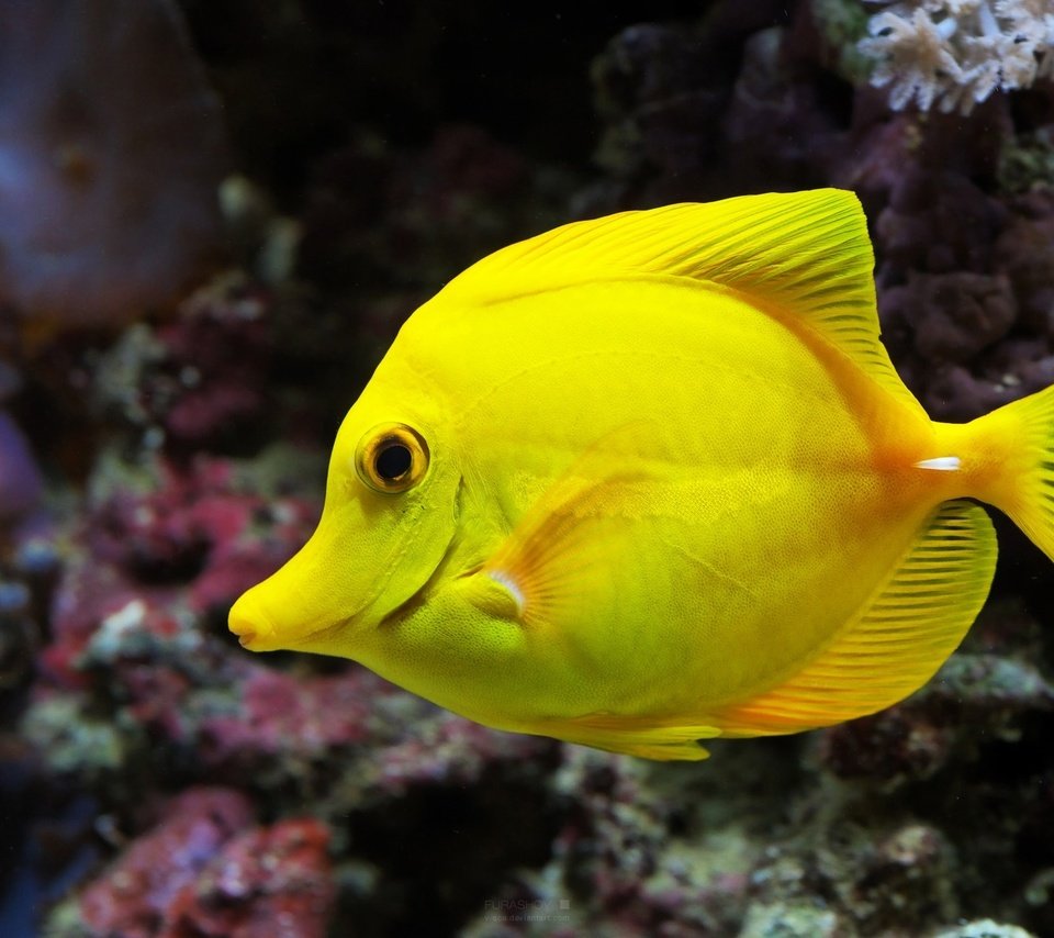 Обои животное, жёлтая, рыба, подводный мир, animal, yellow, fish, underwater world разрешение 1920x1200 Загрузить