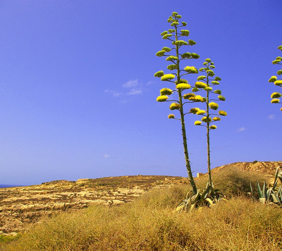 Обои небо, трава, скалы, цветок, растение, мальта, двейра, the sky, grass, rocks, flower, plant, malta, dwejra разрешение 2048x1412 Загрузить