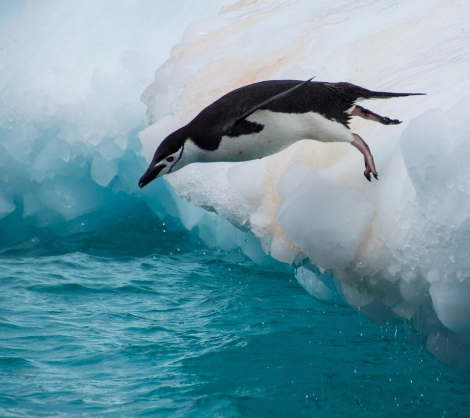 Обои вода, прыжок, птица, пингвин, льдина, water, jump, bird, penguin, floe разрешение 2560x1600 Загрузить