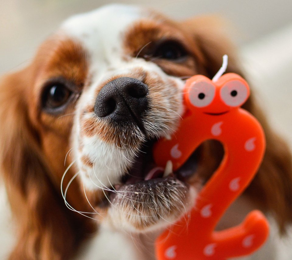 Обои собака, день рождения, cavalier king charles spaniel, mireia b. l., dog, birthday разрешение 2048x1356 Загрузить