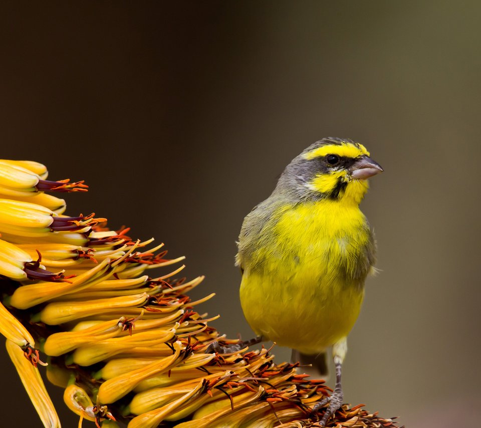 Обои фокус камеры, фон, цветок, птица, жёлтая, тропический, the focus of the camera, background, flower, bird, yellow, tropical разрешение 1920x1200 Загрузить